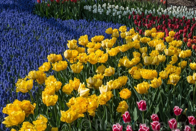 Colors