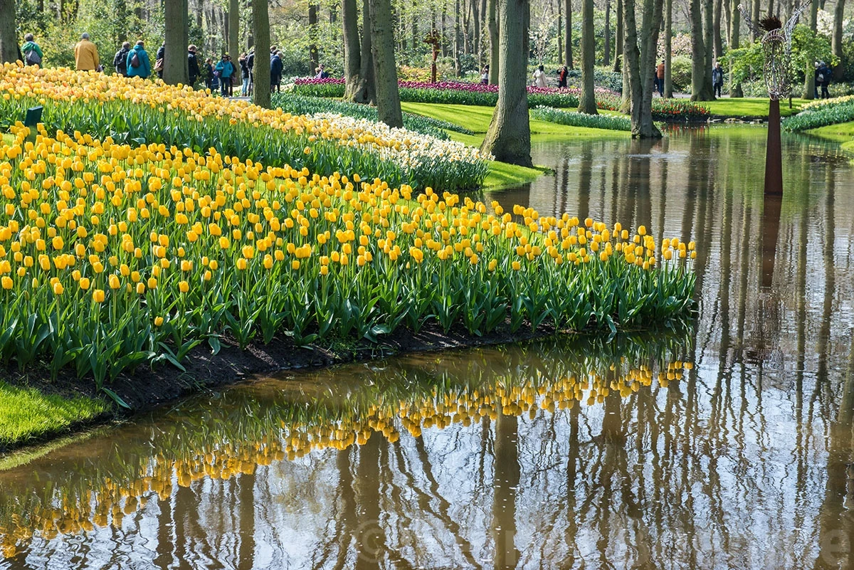 Tulips, Keukenhof – photo by Reiner Boehme
