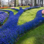 Flower arrangements