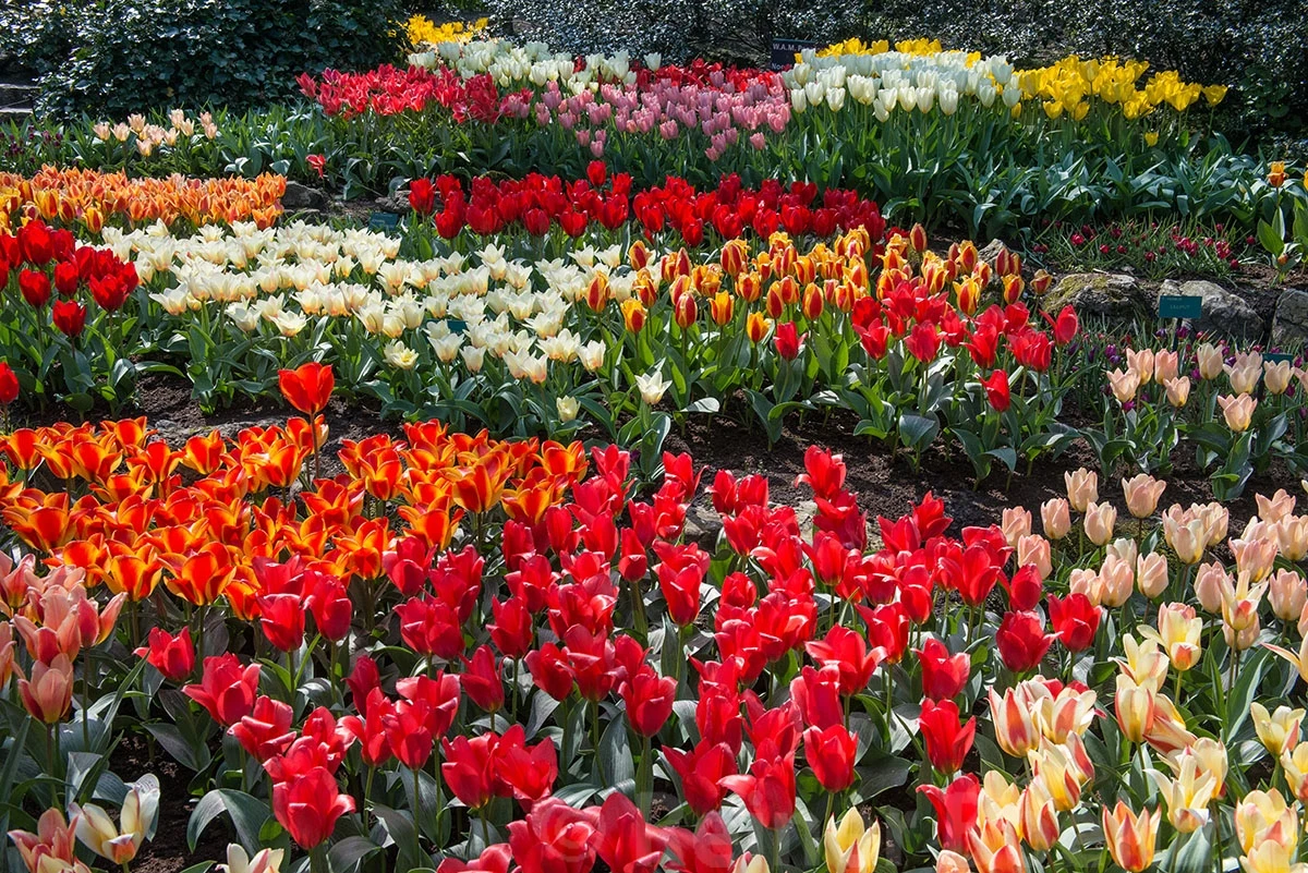 Color variations, Keukenhof – photo by Reiner Boehme