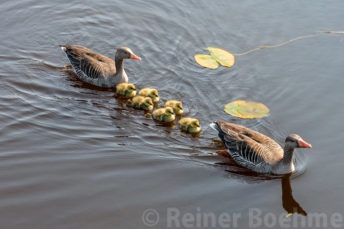 Protection, Various in the Netherlands – photo by Reiner Boehme