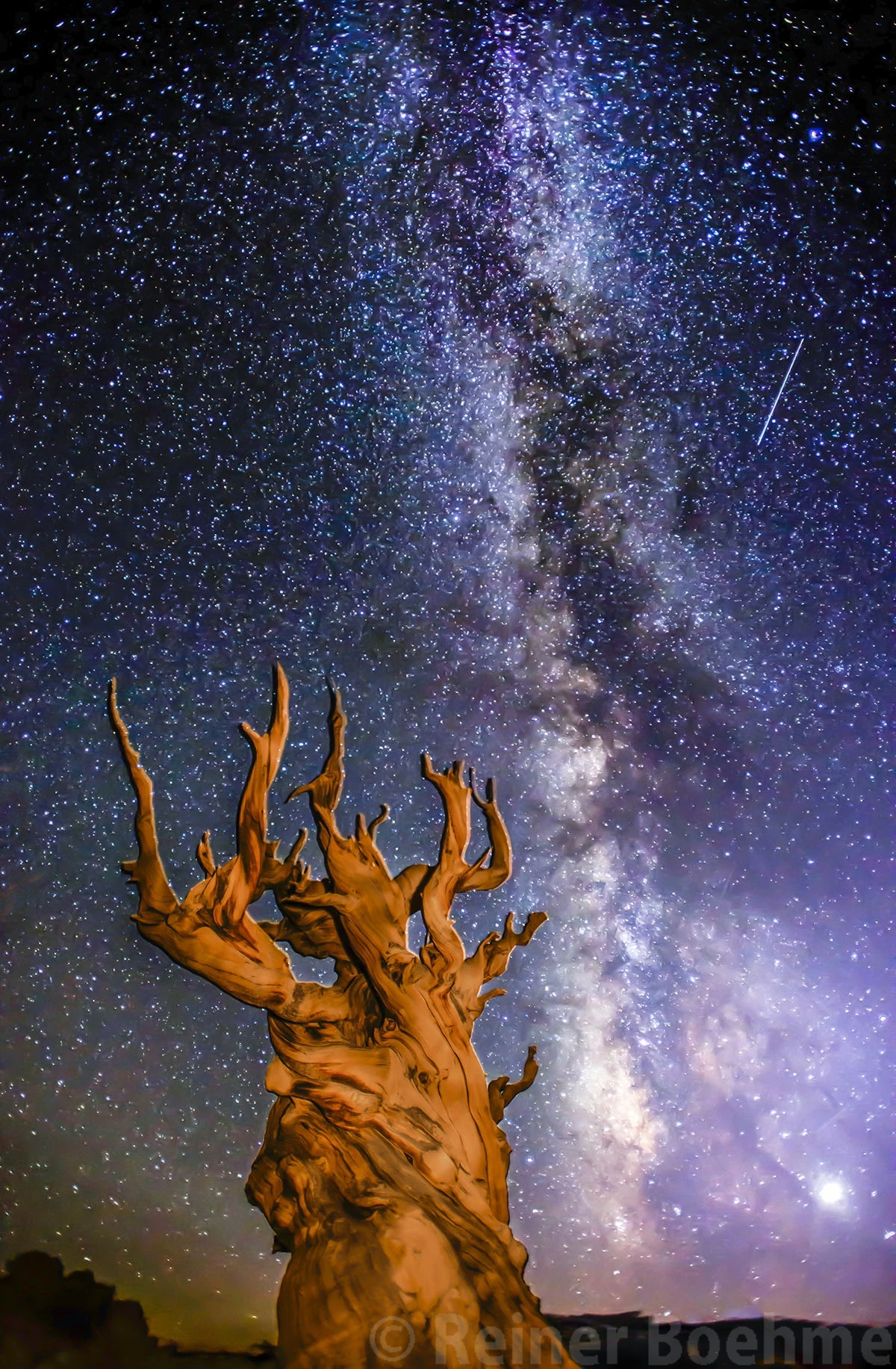 Milky way, Bristlecone pine forest – photo by Reiner Boehme