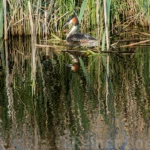 Great crested grebe