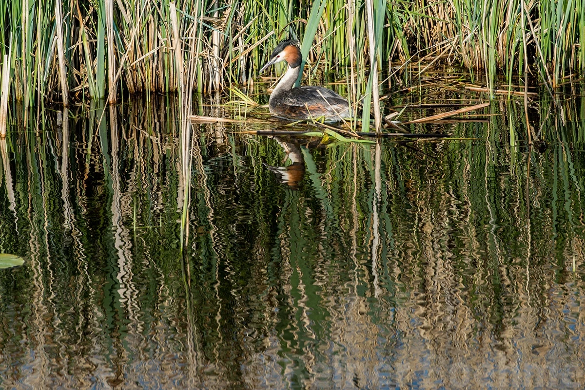 Great crested grebe, Various in the Netherlands – photo by Reiner Boehme