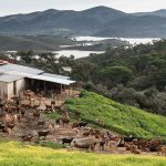 Goats in Andalusia
