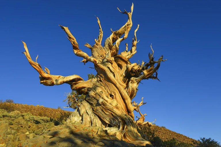 The most famous tree