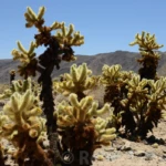 Chola cacti