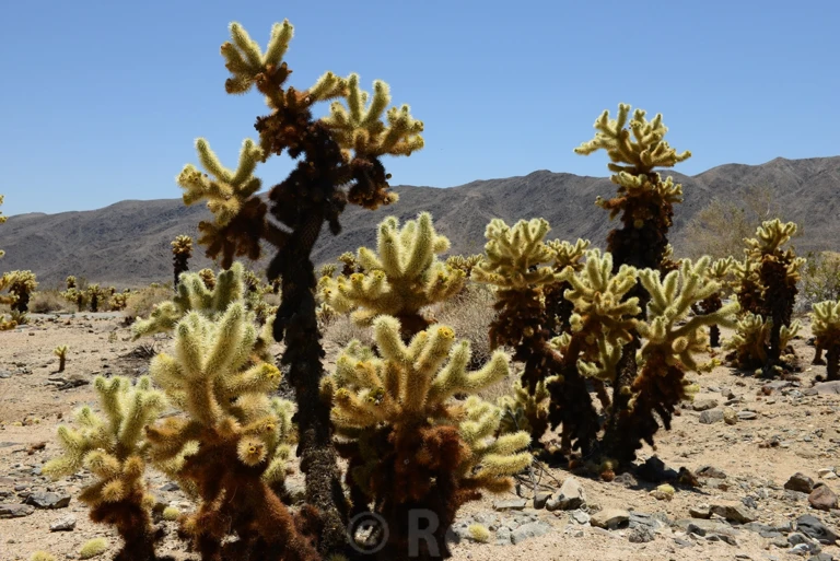 Chola cacti