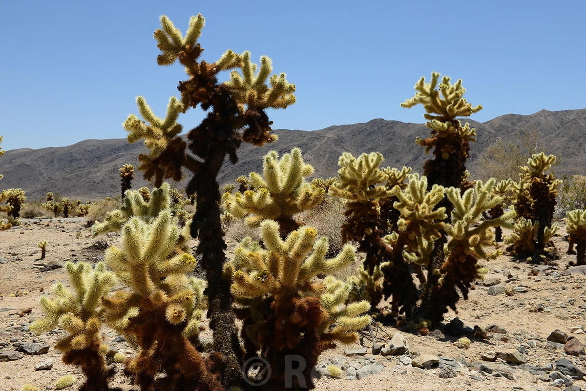 Chola cacti – photo by Reiner Boehme