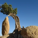 Tree becomes intimate
