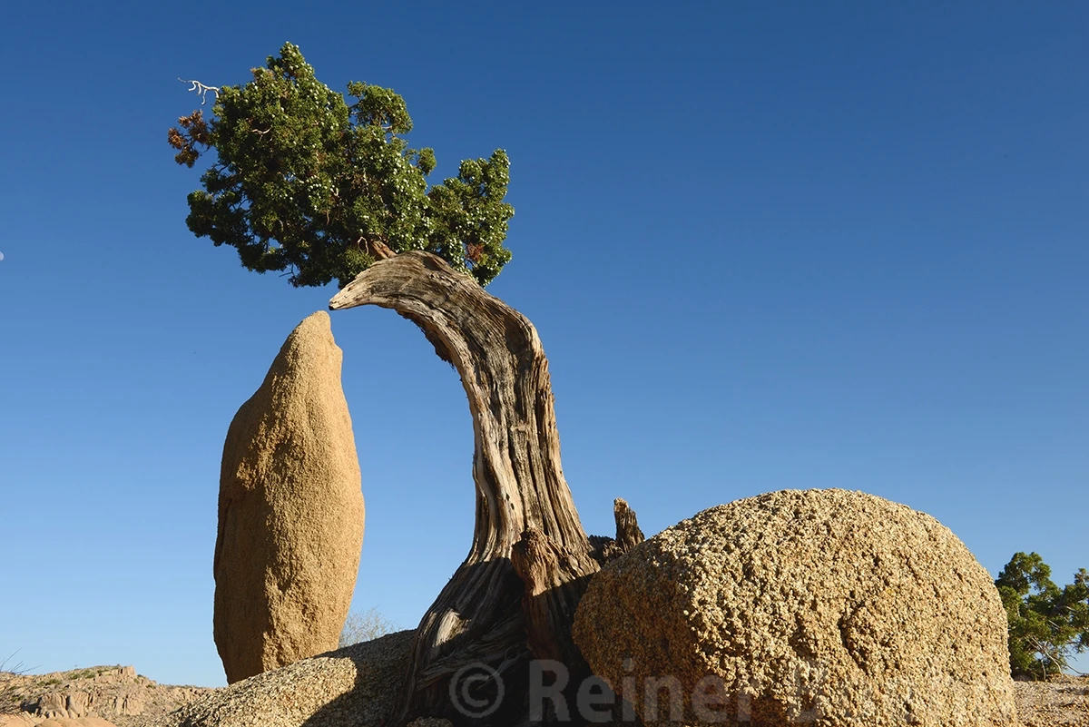 Tree becomes intimate, Yoshua Tree NP – photo by Reiner Boehme