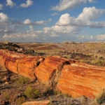 Petrified forest