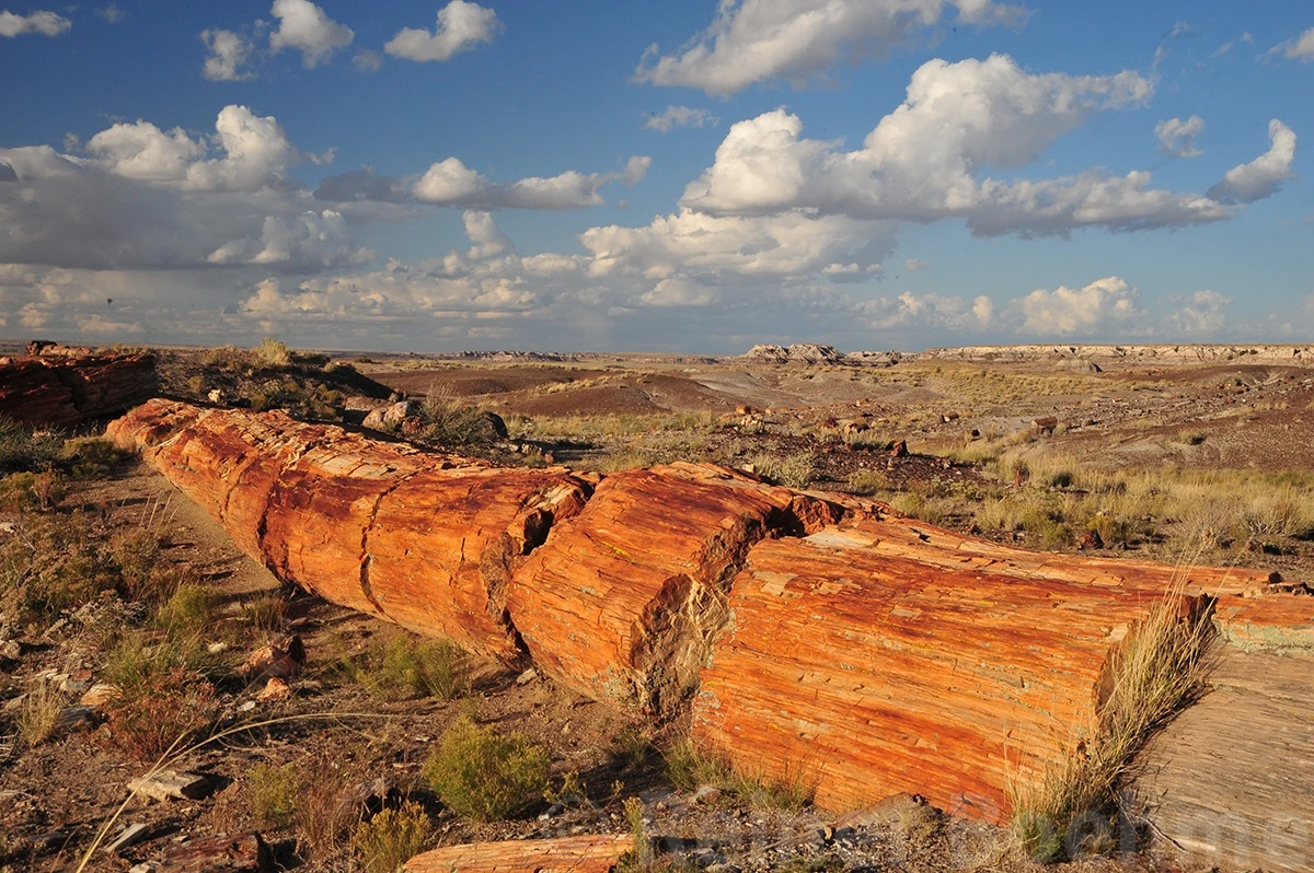 Petrified forest, Petrified Forest N.P. – photo by Reiner Boehme