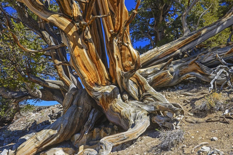 Bottom trunk of app. 3000 year old tree