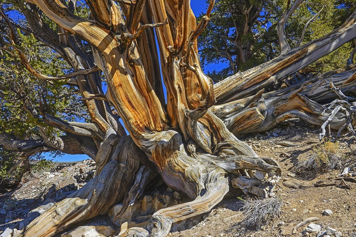 Bottom trunk of app. 3000 year old tree, Bristlecone pine forest – photo by Reiner Boehme