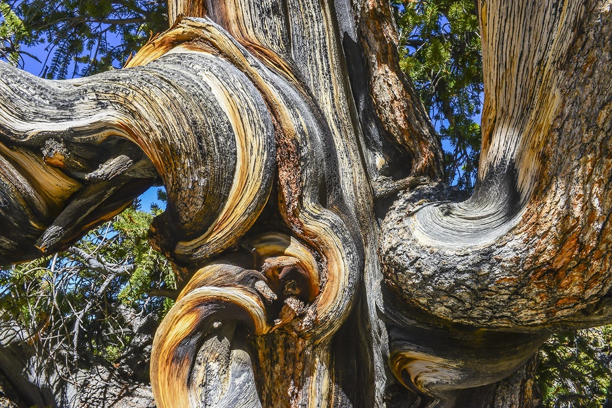 Twirls, Bristlecone pine forest – photo by Reiner Boehme