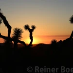 Yoshua trees at sunset