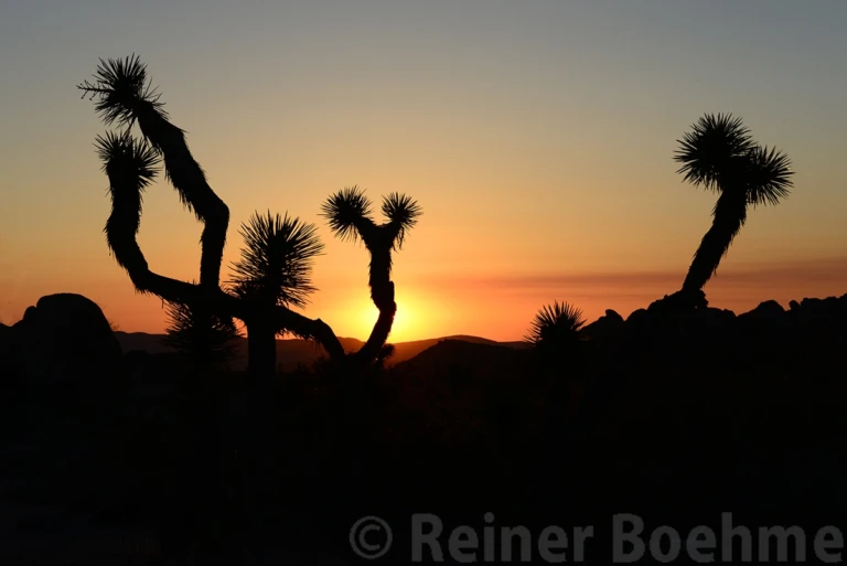 Yoshua trees at sunset
