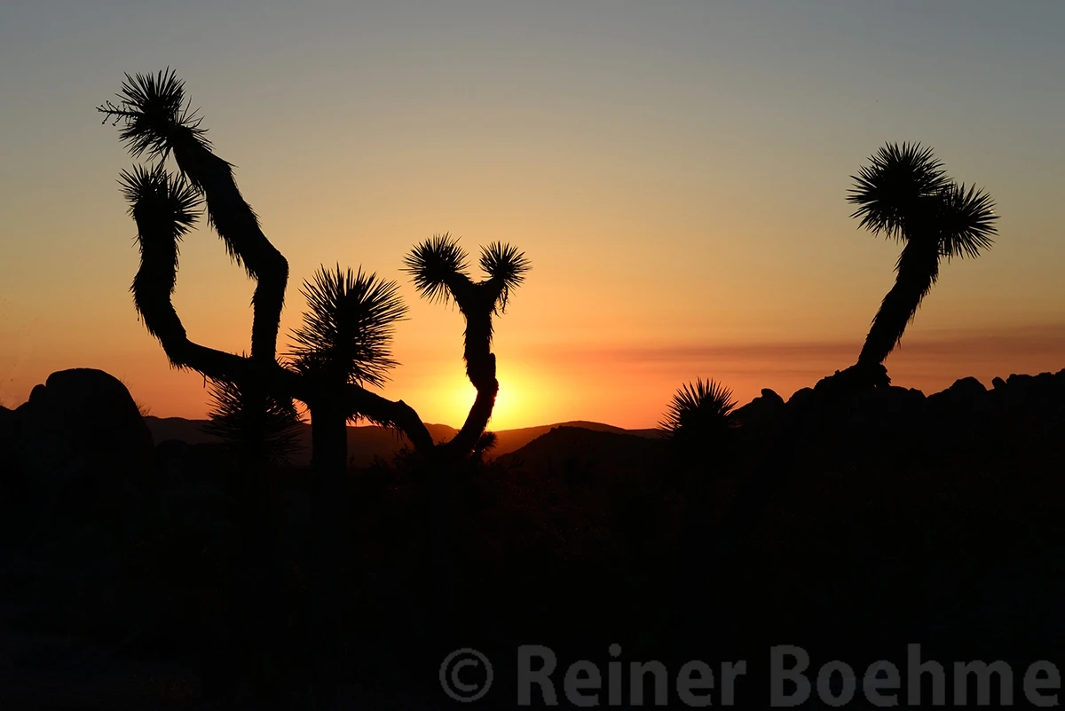 Yoshua trees at sunset, Yoshua Tree NP – photo by Reiner Boehme