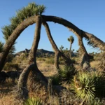 Yoshua tree acrobat