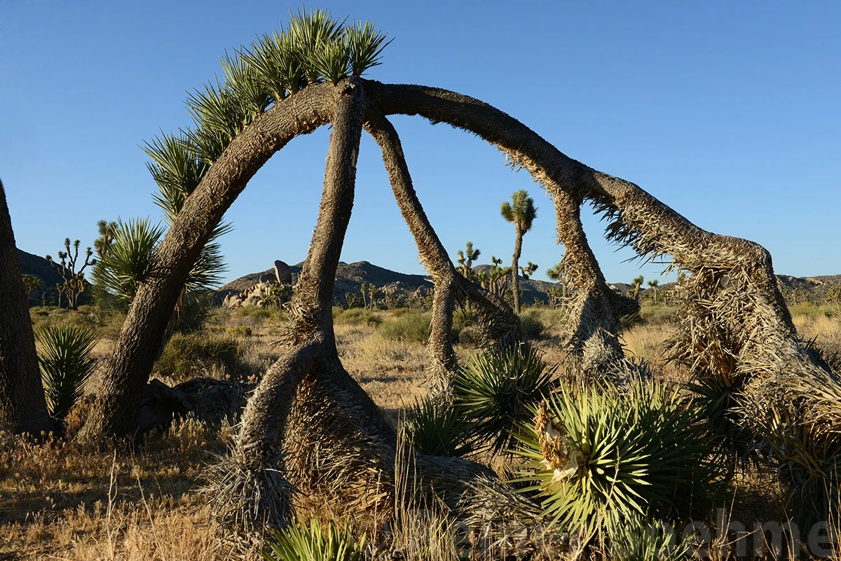 Yoshua tree acrobat, Yoshua Tree NP – photo by Reiner Boehme