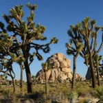 Yoshua trees