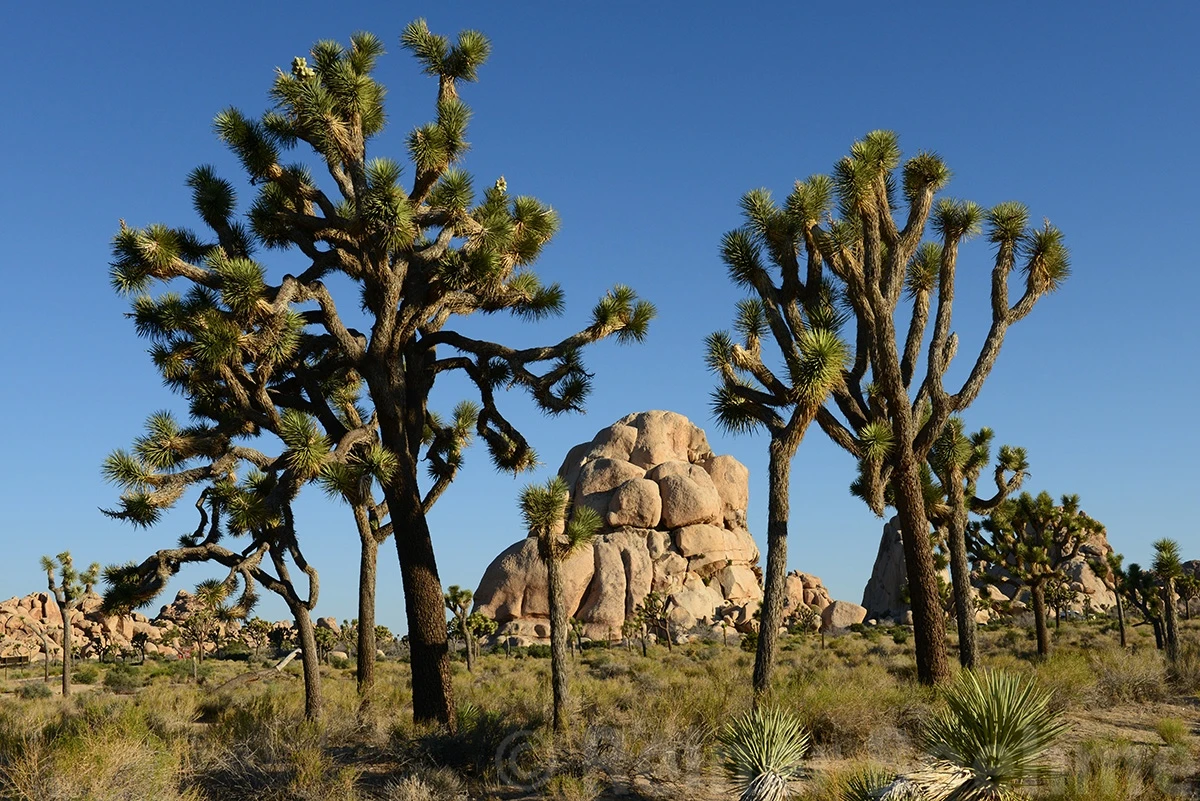 Yoshua trees, Yoshua Tree NP – photo by Reiner Boehme