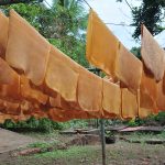The rubber sheets are drying