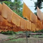 The rubber sheets are drying