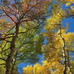 Colors