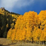 Owl creek pass