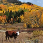 Colorado autumn colors