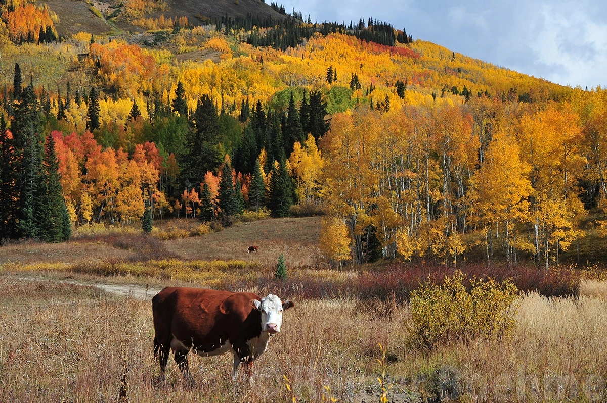 Colorado autumn colors – photo by Reiner Boehme
