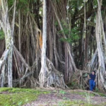 Banyan tree