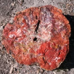 Petrified forest