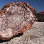 Petrified forest