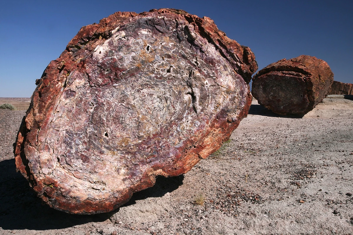 Petrified forest, Petrified Forest N.P. – photo by Reiner Boehme