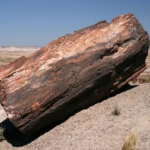 Petrified forest