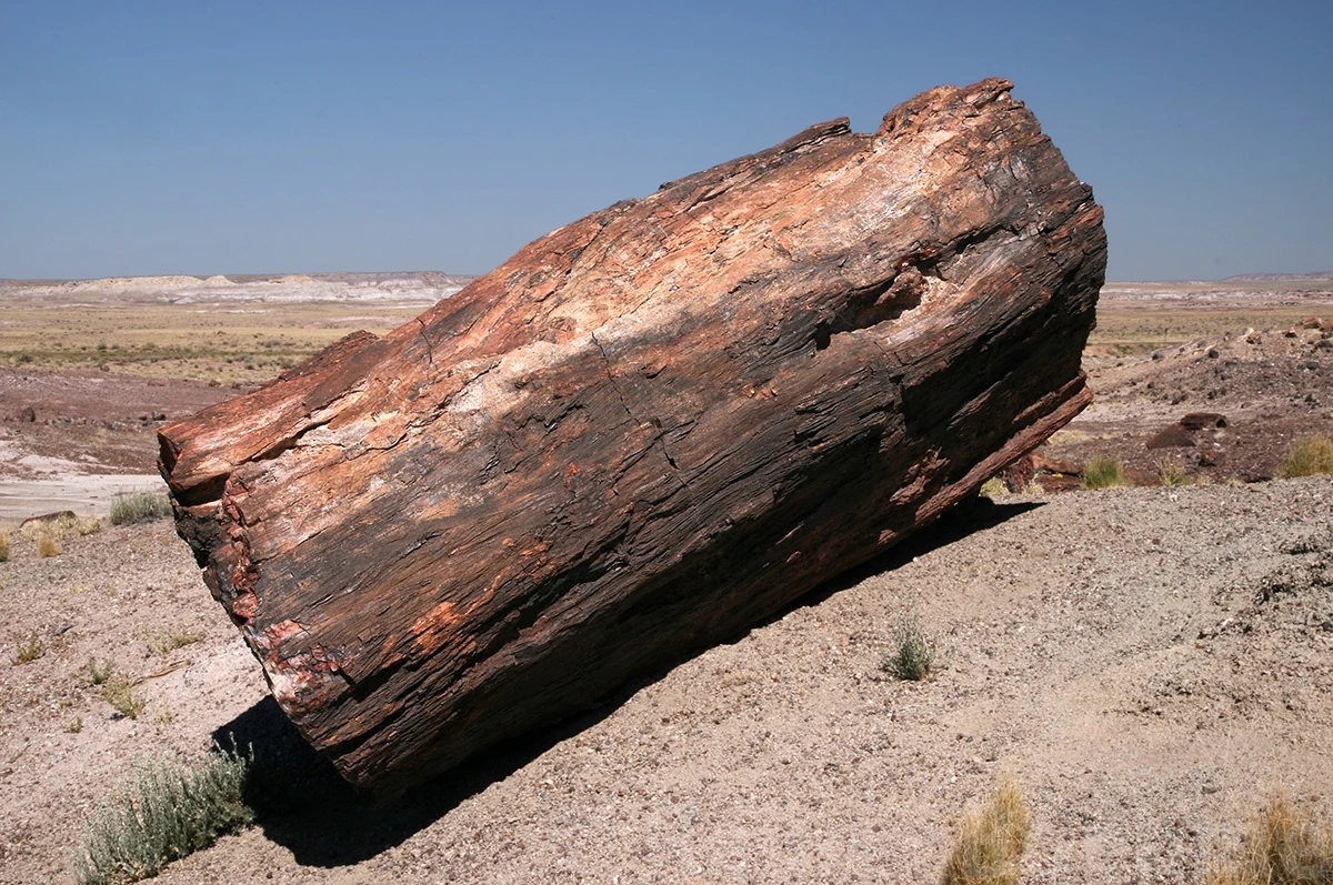 Petrified forest, Petrified Forest N.P. – photo by Reiner Boehme