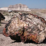Petrified forest