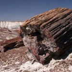 Petrified forest