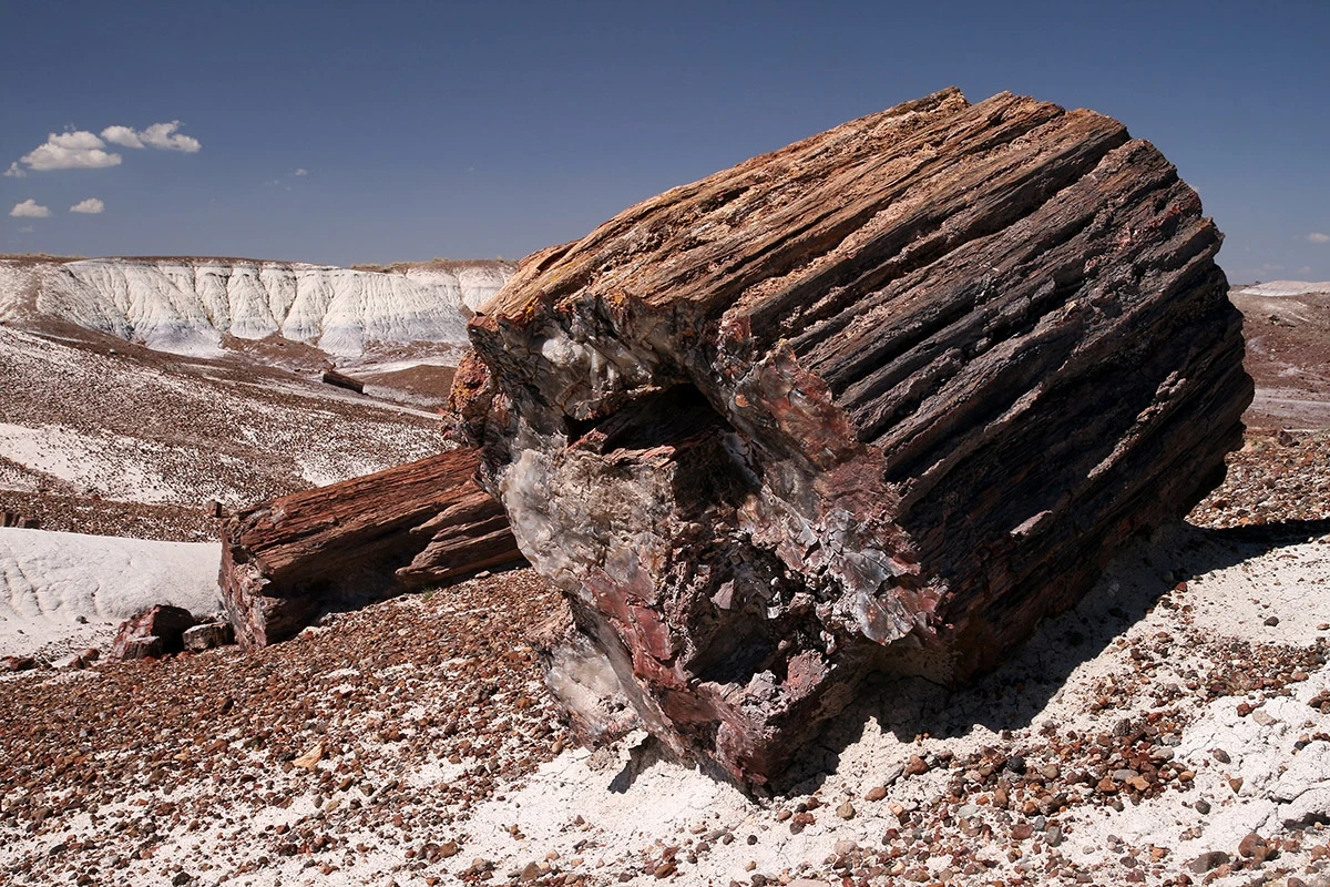 Petrified forest, Petrified Forest N.P. – photo by Reiner Boehme