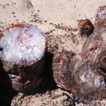 Petrified forest