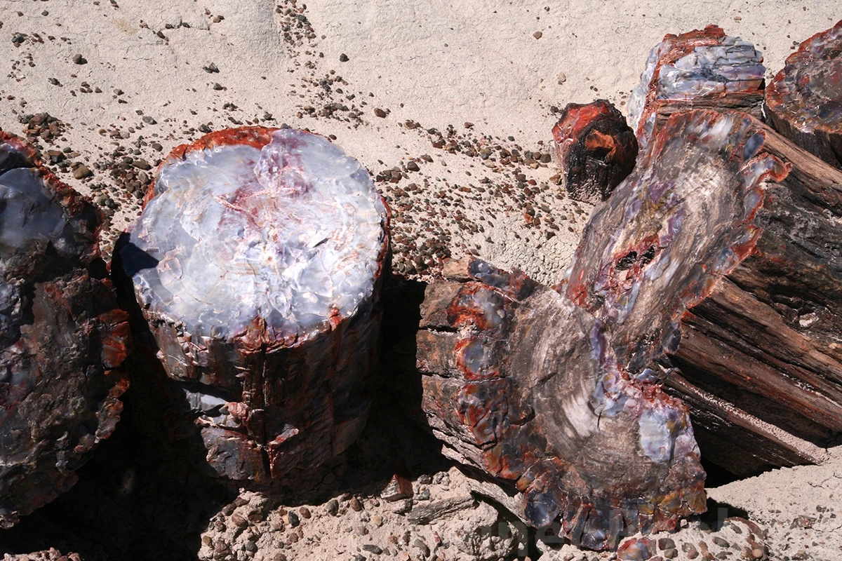 Petrified forest, Petrified Forest N.P. – photo by Reiner Boehme