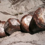 Petrified forest