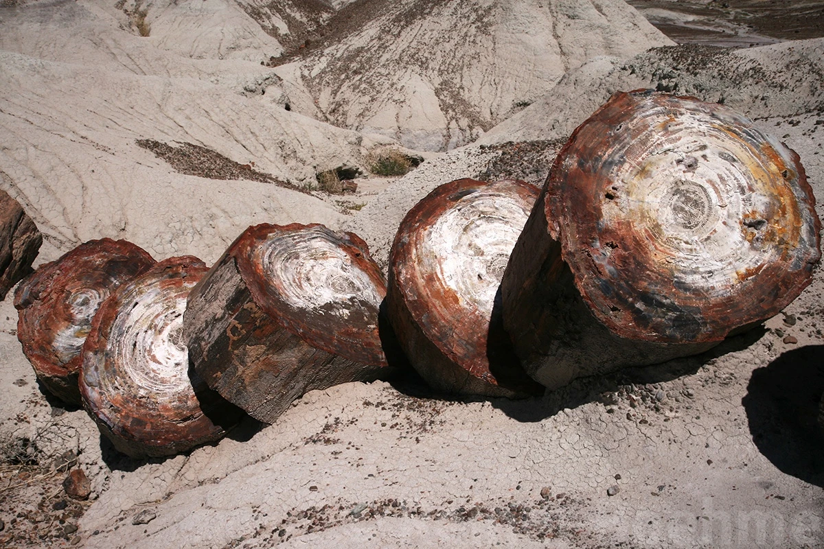Petrified forest, Petrified Forest N.P. – photo by Reiner Boehme