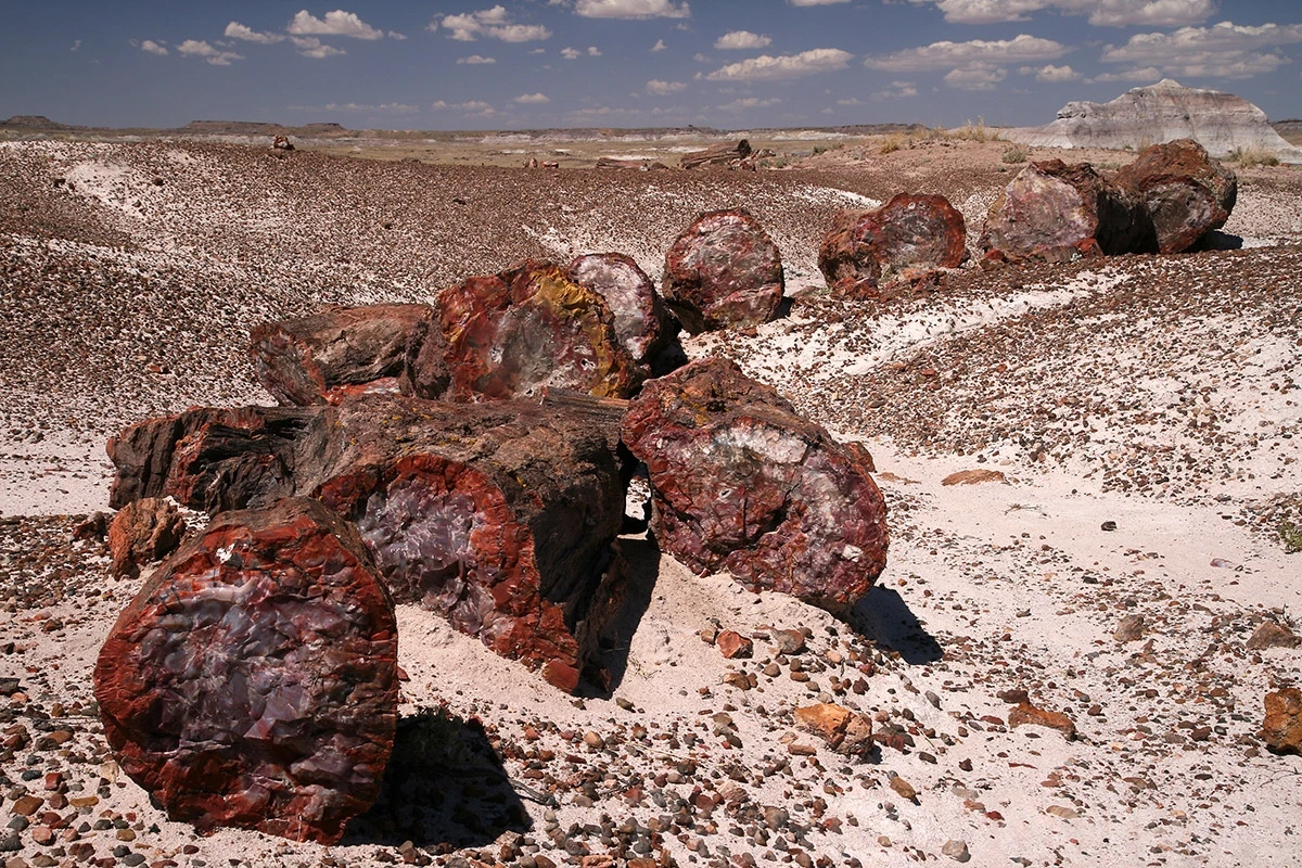 Petrified forest, Petrified Forest N.P. – photo by Reiner Boehme