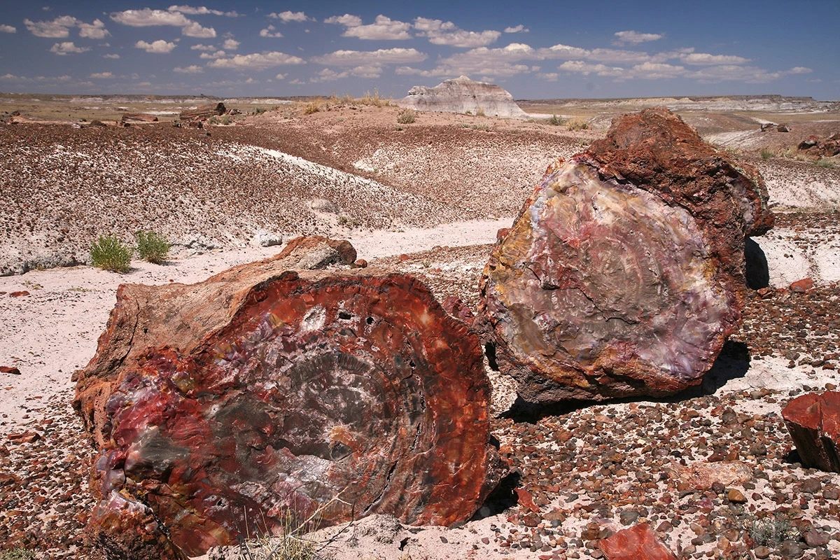 Petrified forest, Petrified Forest N.P. – photo by Reiner Boehme