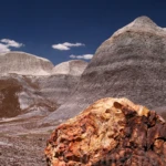 Petrified forest