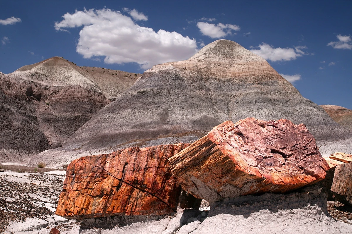 Petrified forest, Petrified Forest N.P. – photo by Reiner Boehme